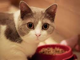 See , pelik tak ? Penyebab Dan Cara Mengatasi Kucing Tidak Mau Makan Lengkap