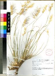 Image result for Stipagrostis