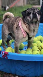 Browse thru our id verified puppy for sale listings to find your perfect puppy in your area. Pug Hearts Houston Pug Rescue Reviews And Ratings Alvin Tx Donate Volunteer Review Greatnonprofits