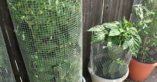 Rats will seek out any sources of food or water in your garden. Rat Proof Tomato Cages Tomato Cages Vertical Garden Garden Structures