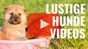 Top videoclips von youtube zum totlachen. 14 Lustige Hunde Videos Zum Totlachen Susse Hunde In Witzigen Situationen