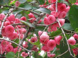 Rose apples or chomphu fruits hanging on tree with natural green blurred background and sunlight. Sa Nursery Water Wax Apple Hybrid Grafted Variety Plant Red Plant Height 8 12 Inches Amazon In Garden Outdoors