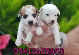 Jack Russell Terrier Yavru Teriyer