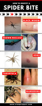 how to identify a spider bite and treat it trueprepper