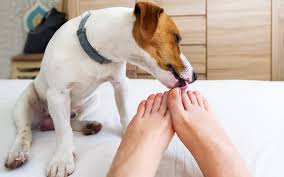 5 Disturbing Reasons Why Your Dog Is Licking Your Feet Terribly Terrier