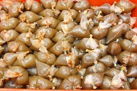 Stok ketum tak pernah putus. Air Ketum Campur Susu Berkultur Trend Terkini Penagih Dadah Semasa Mstar