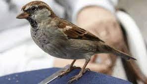 Tips Mudah Perawatan Burung Edel Sanger Agar Bisa Gacor Burung Jalak Gereja