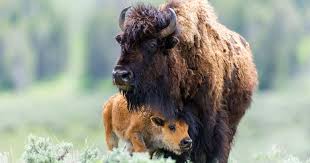Government To Kill 900 Wild Bison To Protect Cattle Rancher Profits Mercy For Animals Wildlife Day Bison