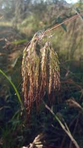 Image result for Euclasta