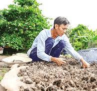 Hiệu quả mô hình sản xuất 1 vụ khoai môn - 1 vụ lúa - Báo ...