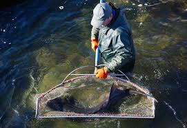 In 2006, all of the. Challenges Of Sturgeon Farming Plantin Kaviari Hk