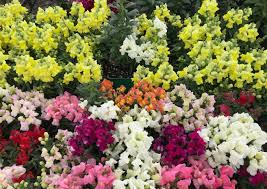 Image result for Antirrhinum majus