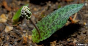 Image result for Ledebouria Unidentified sp. no2.