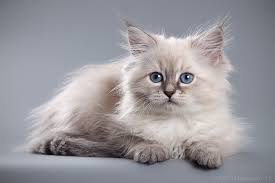 Tabby point, madre dei nostri cuccioli. Il Gatto Siberiano Siberiani Neva Masquerade Dei Colli Toscani