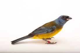 Image result for Tarenna leonardii