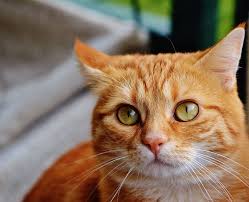 More images for orange mackerel tabby » Close Up Photo Orange Tabby Cat Red Cute Mackerel Tiger Piqsels