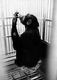 In may 1974, the visionary german artist joseph beuys flew into new york city's john f kennedy international airport and was immediately taken by ambulance t. The Post Human Animal Frieze