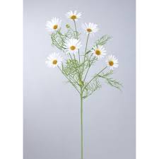 Image result for foto Kopretina