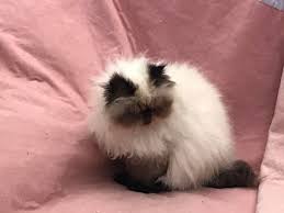 Because their fur is too long and dense for them to maintain. Poshpersians Of Nefertiti Pedigree Himalayan Colourpoint Persian Kittens Home Facebook