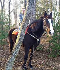 Maybe you would like to learn more about one of these? Black Horses For Sale