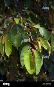 Image result for Chrysophyllum welwitschii