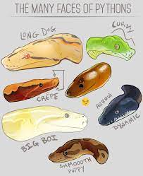 Pin On Snakes