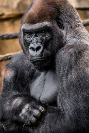 Gorilla Primate Primates Gorilla Animals Beautiful