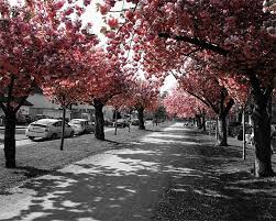 Black And White With Pop Of Color Pin By Cathy Martinez On A Touch Of Color Color Splash Photography Selective Color Photography White Photography