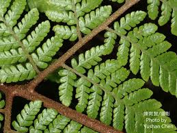 Image result for Ctenitis