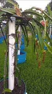 Dragon Fruit Setting Fruit And Tipping Technique Dragon Fruit Plant Dragon Fruit Garden Fruit Garden