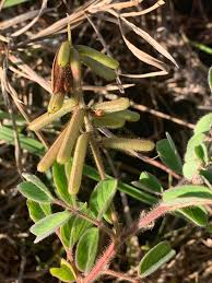 Image result for Indigofera astragalina