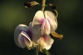Image result for Tephrosia noctiflora