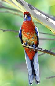Pin On Brilliant Birds