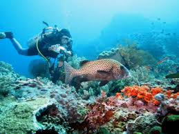 Maybe you would like to learn more about one of these? Menjaga Ekosistem Laut Sebagai Aset Pariwisata Bali Tribune