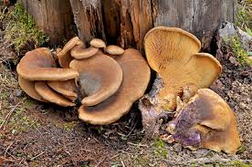 Image result for Paxillus panuoides