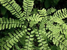 Image result for Adiantum patens