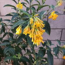 Image result for Cestrum