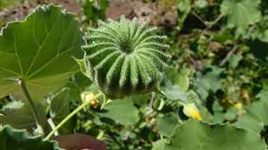 Image result for Abutilon indicum