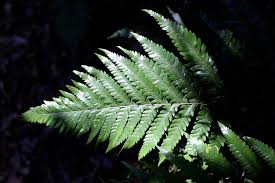 Image result for Lastreopsis