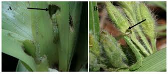 Image result for Hypoxis parvifolia