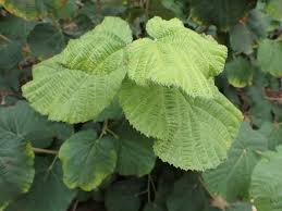 Image result for Grewia villosa