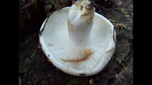 Image result for Russula variata