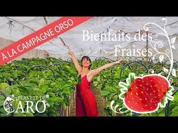 Bienfaits De La Fraise Valeurs Nutritionnelles Histoire A La Campagne Orso Youtube In 2020