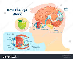 Pin On Christmas Drinks
