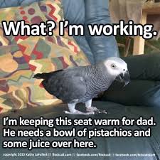 Parrot On A Chair Funny Parrots African Grey Parrot Parrot Pet