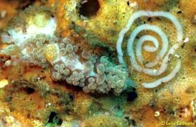 Image result for Bergia salaria