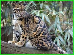 Gambar flora dan fauna di kamboja. Beberapa Hewan Liar Khas Negara Kamboja Dunia Fauna Hewan Binatang Tumbuhan Dunia Fauna Hewan Binatang Tumbuhan