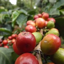 Kenya Peaberry Coffee