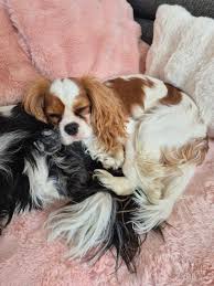 ESPRITS DE CKC-KC 💙 OFFICIEL