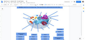 Maybe you would like to learn more about one of these? Cell Organelle Drawing Worksheets Teaching Resources Tpt